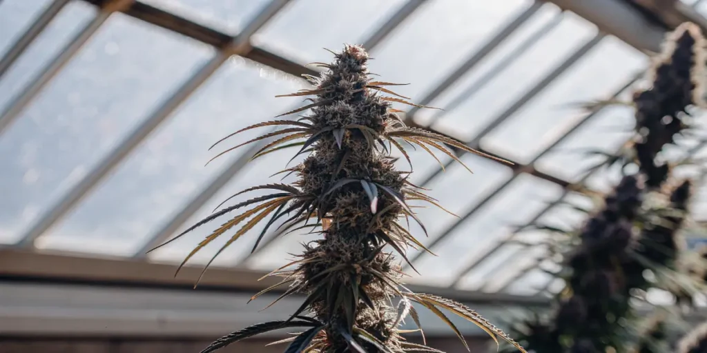Close-up shot of a cannabis plant with a prominent bud and dark leaves, backlit by a sunlit greenhouse roof.