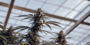 Close-up of a cannabis plant with a prominent bud and dark leaves, backlit by a sunlit greenhouse roof.