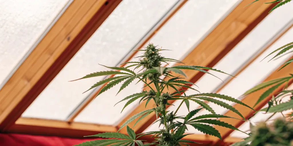 Close-up of a cannabis plant with prominent buds and green leaves under a bright, sunlit greenhouse roof with wooden beams.