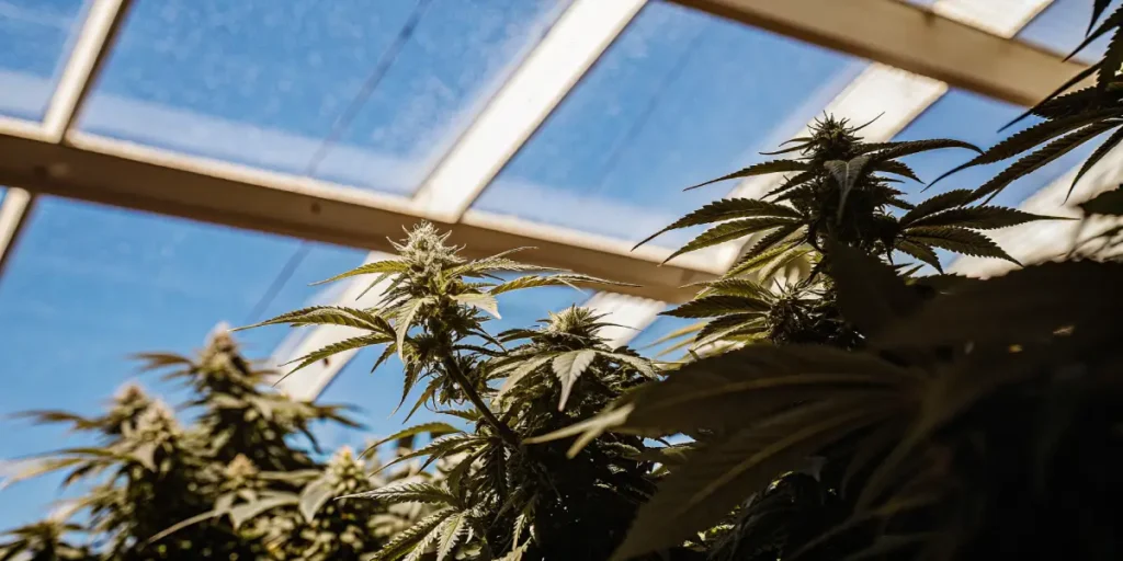 Close-up shot of lush cannabis plants with dense buds, backlit by a clear blue sky through a greenhouse roof.