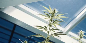 Close-up of a thriving cannabis plant, with prominent buds and leaves, backlit by a clear blue sky through a greenhouse roof.