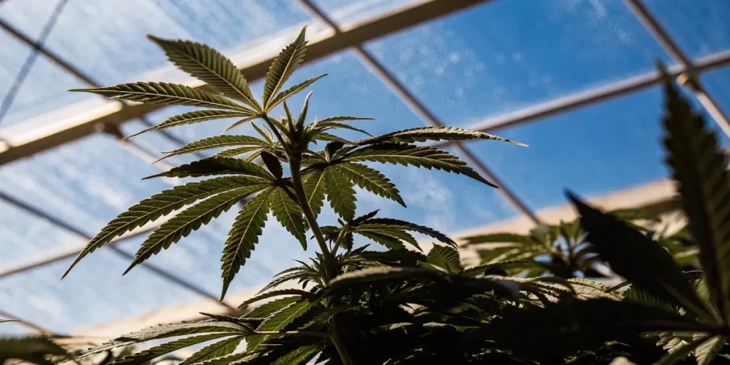 Close-up of a cannabis plant with vibrant green leaves, backlit by a clear blue sky through a greenhouse roof.