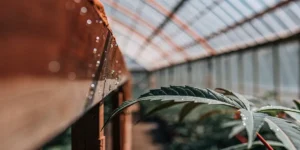 Macro photograph of a cannabis leaf with water droplets in a sunny greenhouse, focusing on the foreground.