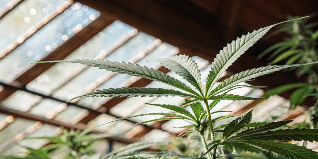 Close-up of a lush cannabis plant with vibrant green leaves under a bright sunlit greenhouse roof.