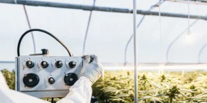 Close-up of a vibrant cannabis plant with a digital meter in the foreground, in a greenhouse.