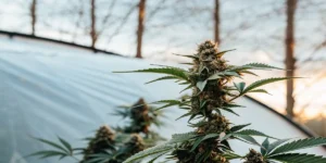 Close-up of a lush, healthy cannabis plant with prominent buds, backlit by a sunrise and a greenhouse structure in the background.