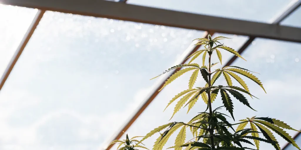 Close-up of a cannabis plant's top, with healthy leaves, in a sunlit greenhouse with bokeh lights.
