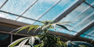 Close-up of a lush cannabis plant with developing buds under a bright, patterned greenhouse roof.