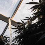Close-up of a cannabis plant in a lush greenhouse with a stream of water pouring from a pipe.