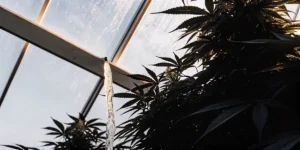Close-up of a cannabis plant in a lush greenhouse with a stream of water pouring from a pipe.