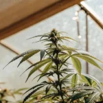 Close-up of a cannabis plant in a greenhouse with a watering emitter and sunlit window.
