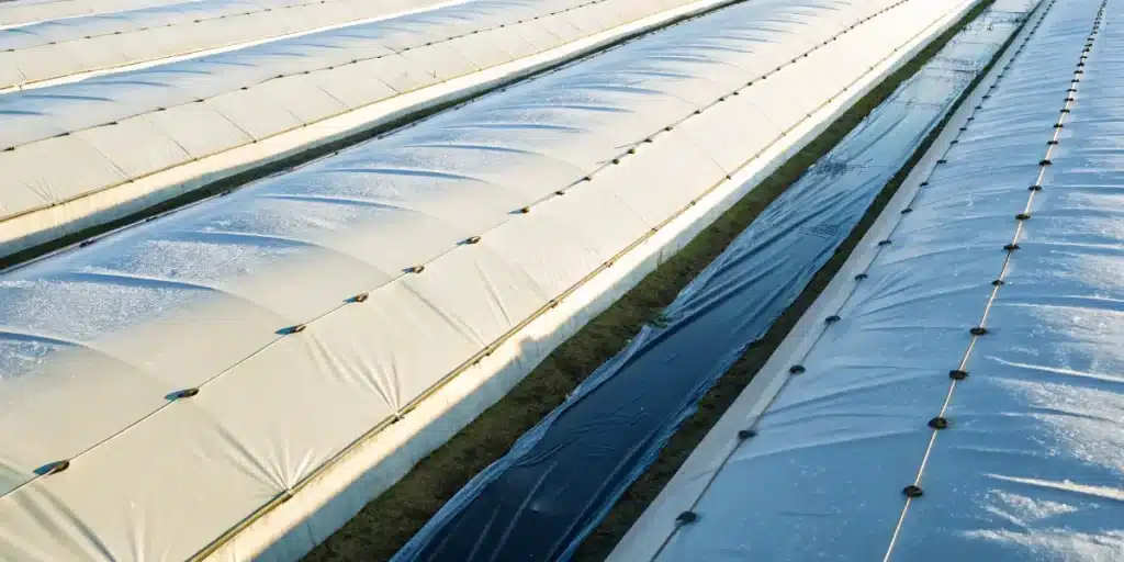 Overhead view of a lush agricultural field with long rows of white plastic tunnels.
