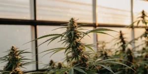Healthy cannabis plant in a greenhouse with natural light, focus on prominent buds.