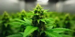 Indoor grow of Cindy 99 Regular with central cola in focus.