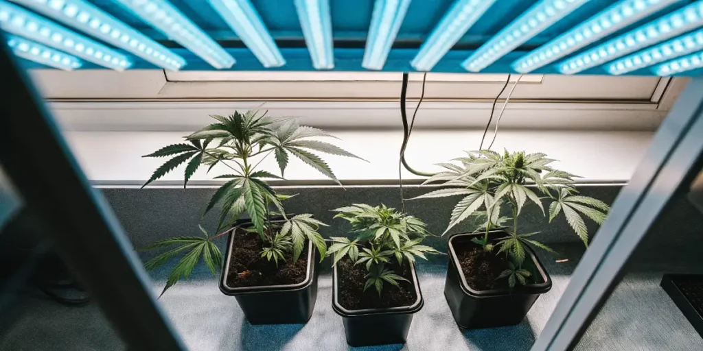High-angle view of a beginner-friendly indoor cannabis grow setup with three potted seedlings under bright blue lights.