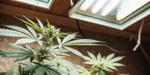Overhead view of a marijuana plant with a visible budding top, thriving under a bright overhead grow light.