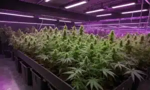 Grow Cinderella 99 x Tangilope cannabis plants in late flowering indoor stage.
