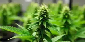 Grow Cinderella 99 Fast Version in indoor garden setup.