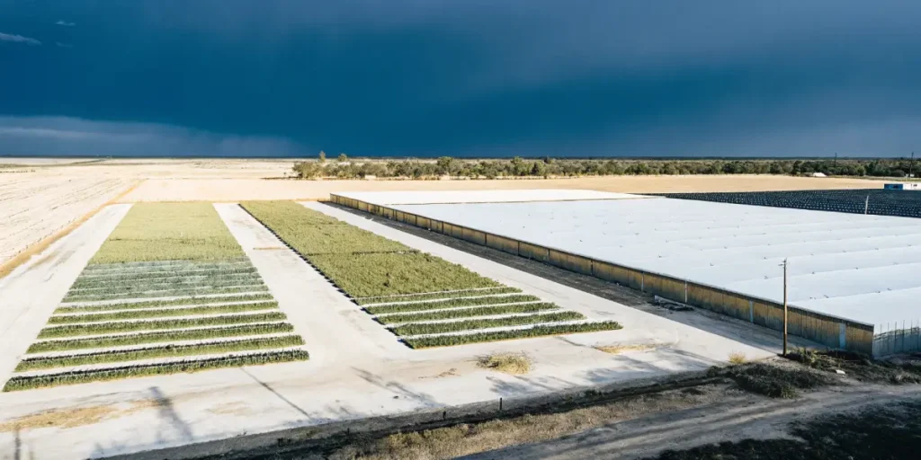 Aerial view of a large cannabis farm with greenhouses and fields under a dramatic, cloudy sky.