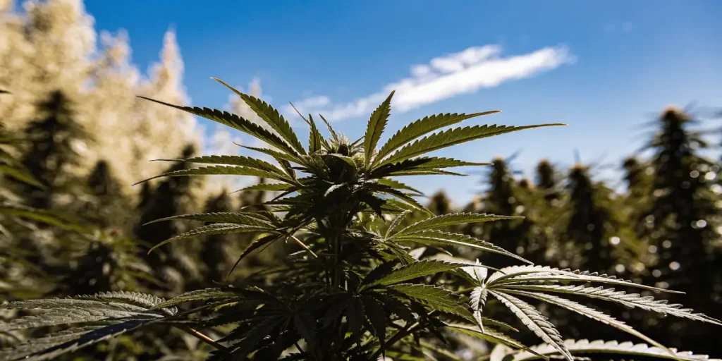 Close-up of a cannabis plant in a lush, verdant field, with prominent buds against a clear blue sky.
