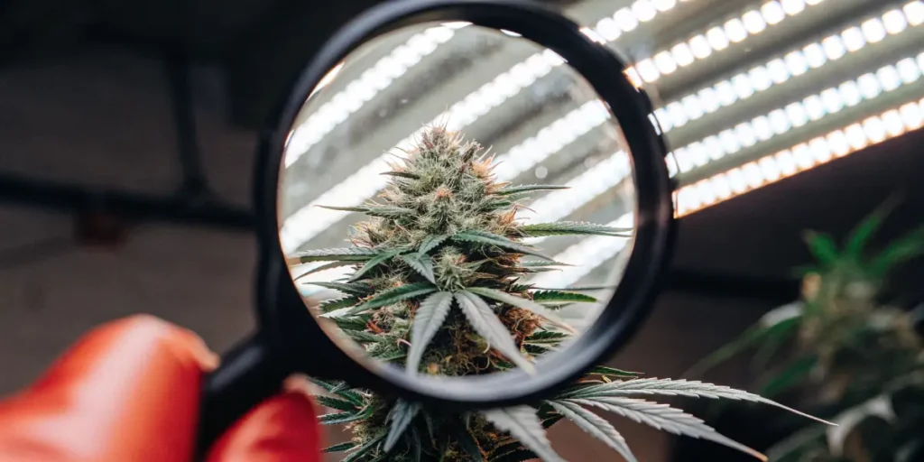 Close-up of a dense, resinous cannabis bud, magnified through a magnifying glass, under bright indoor lights.