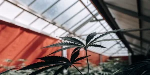 Macro photograph of a marijuana leaf with dark leaves in a greenhouse with a red wall and sunlit roof.