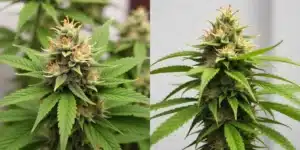 Mature Cheese Diesel buds with trichomes and pistils.