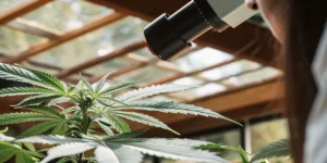 Close-up of a person using a microscope to inspect a cannabis plant in a bright greenhouse.