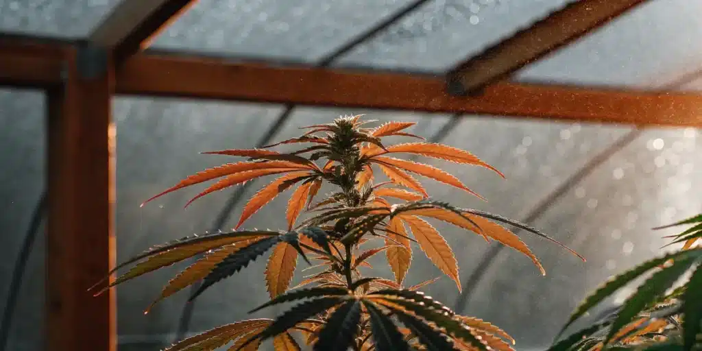 Cannabis plant with reddish leaves in a misted greenhouse.