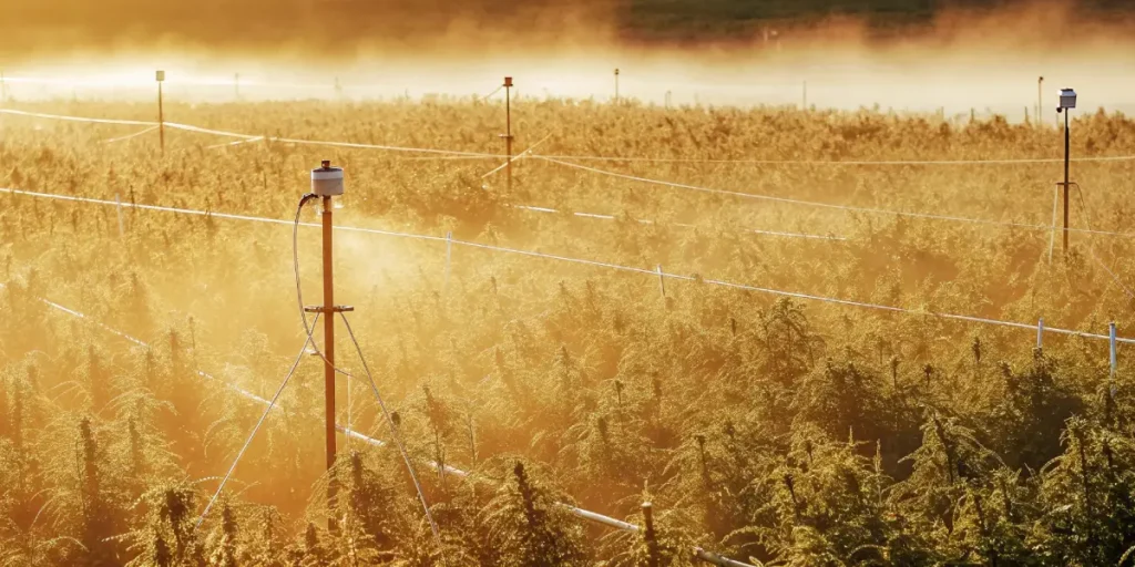 Overhead view of a sprawling cannabis field bathed in golden mist at sunrise, with irrigation posts.