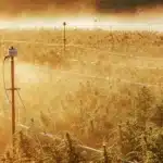 Overhead view of a sprawling cannabis field bathed in golden mist at sunrise, with irrigation posts.