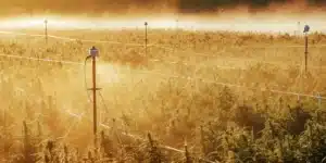 Overhead view of a sprawling cannabis field bathed in golden mist at sunrise, with irrigation posts.
