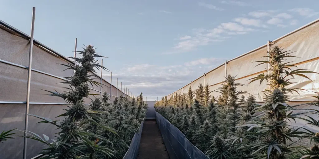 Overhead view of thriving outdoor cannabis garden with rows of tall plants and narrow paths under open sky.