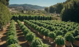 Outdoor grow Cinderella 99 x Somango plants in fabric pots.