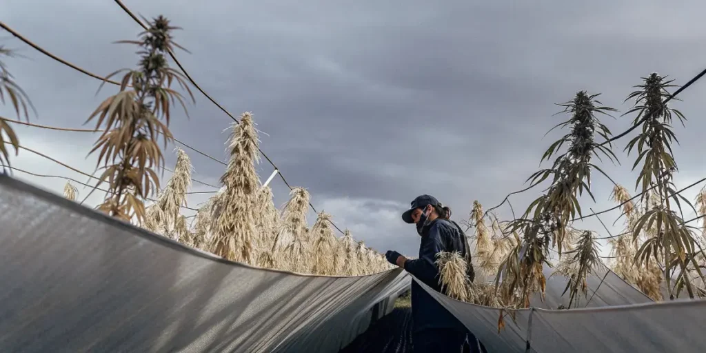 Person tending outdoor cannabis field under dramatic sky, rows of mature plants.