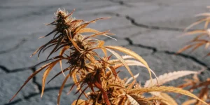 Close-up view of a purple cannabis plant with prominent leaves and a central bud, showing vibrant colors.