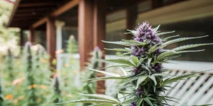 Macro photograph of a vibrant purple haze cannabis plant with dense buds on a porch.