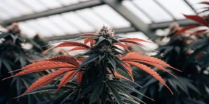 Close-up of a cannabis plant with prominent reddish-orange leaves and dark green buds, backlit by a sunlit greenhouse roof.