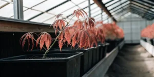 Close-up of cannabis plants with reddish-brown leaves, possibly from water stress, in black pots in a greenhouse.