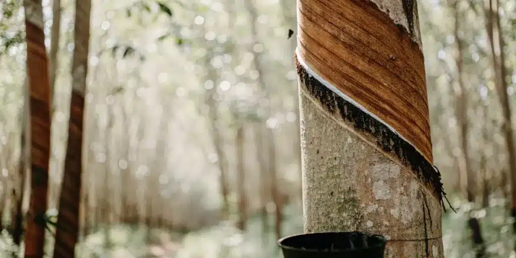 Close-up of a rubber tree trunk with a diagonal tapping cut and a hanging bucket, in a dense tropical forest.