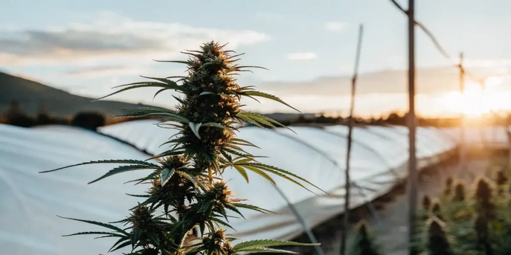 Picturesque scene of a cannabis plant with prominent buds, backlit by a sunset, in a rural field with white hoop houses and mountains in the background.