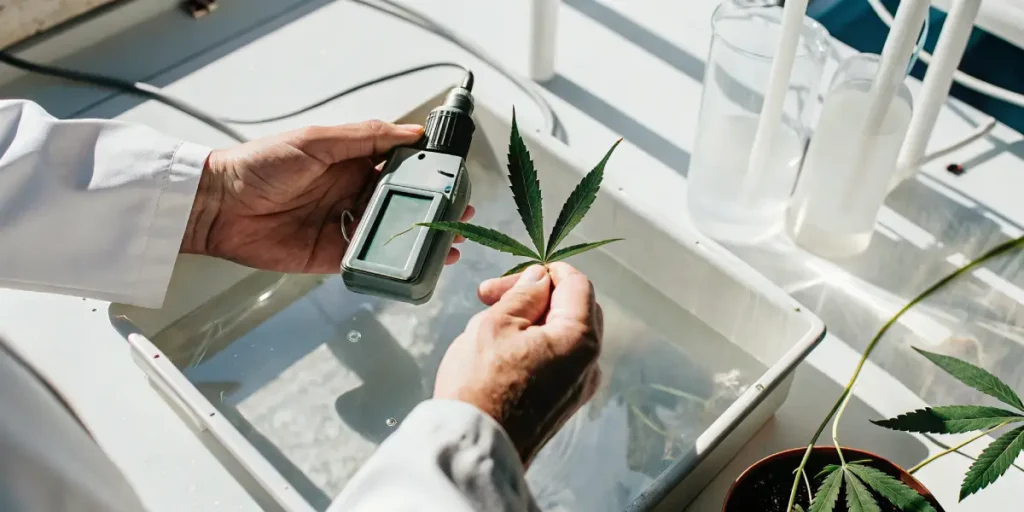 Close-up of a scientist's hands in a lab coat, holding a cannabis leaf and a black meter over a tray of water, with beakers in background.