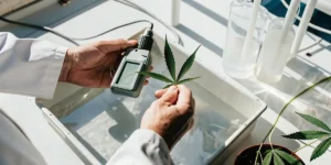 Close-up of a scientist's hands in a lab coat, holding a cannabis leaf and a black meter over a tray of water, with beakers in background.