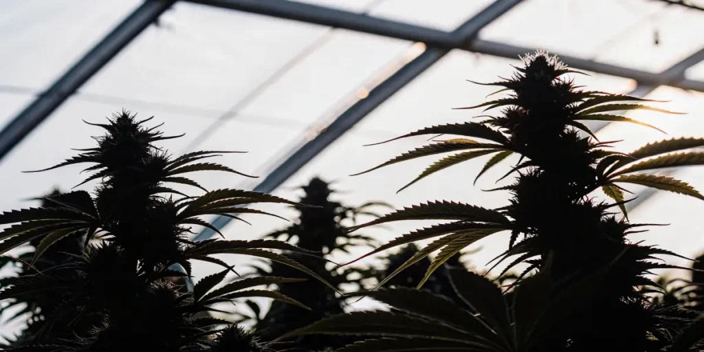 Close-up shot of lush cannabis plants in silhouette with dense buds, backlit by a hazy sun through a greenhouse roof.