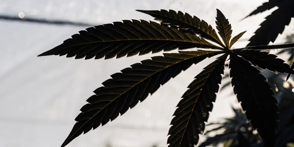 Close-up of a cannabis leaf in silhouette, backlit by a bright light source, showing its shape and venation.