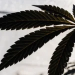 Close-up of a cannabis leaf in silhouette, backlit by a bright light source, showing its shape and venation.