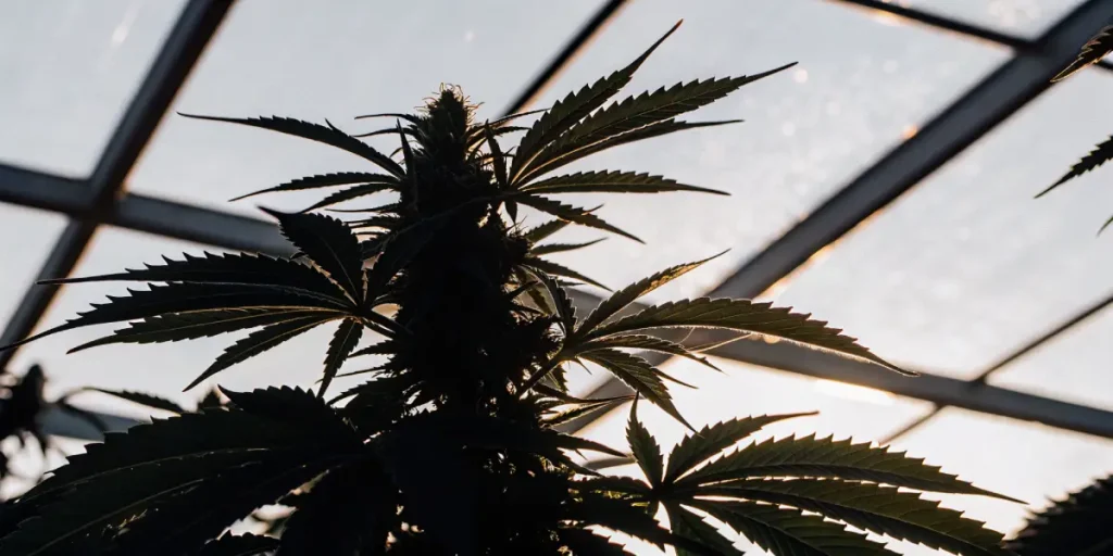 Close-up of a cannabis plant in silhouette, with prominent leaves and buds, backlit by a hazy sun through a greenhouse roof.