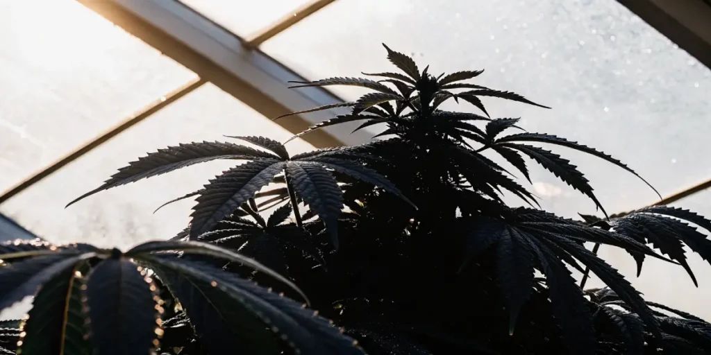 A dark cannabis plant silhouette against a bright greenhouse roof.