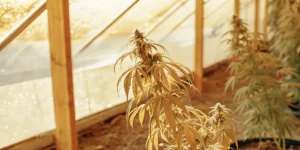 Close-up of a cannabis plant with yellowish, drooping leaves under sunlit greenhouse panels, showing stress.
