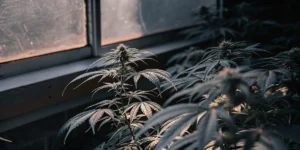 Close-up of a cannabis plant with dark leaves and buds under subdued light, near a window.